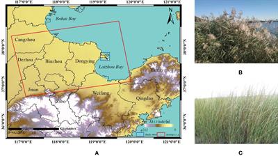 Classification and Evolutionary Analysis of Yellow River Delta Wetlands Using Decision Tree Based on Time Series SAR Backscattering Coefficient and Coherence